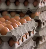 Estudo indica maior consumo de ovos por brasileiros em 2023